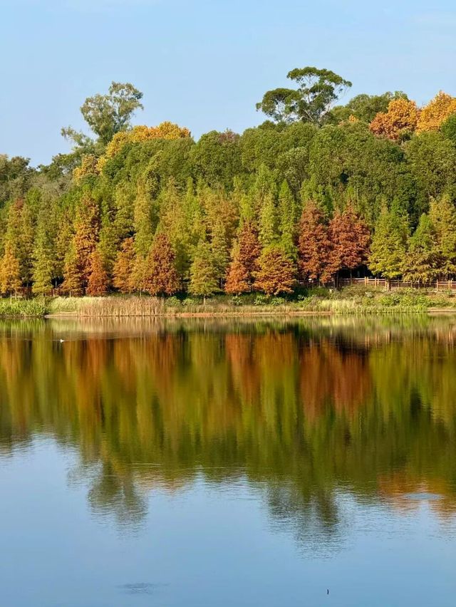 東湖山水杉林 德陽冬日美景被我挖到啦！