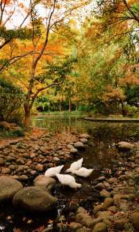 12.3上海超絕!延中綠地楓葉銀杏