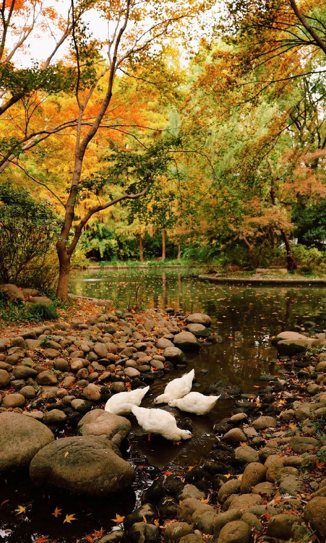 12.3上海超絕!延中綠地楓葉銀杏 12.3上海超絕!延中綠地楓葉銀杏