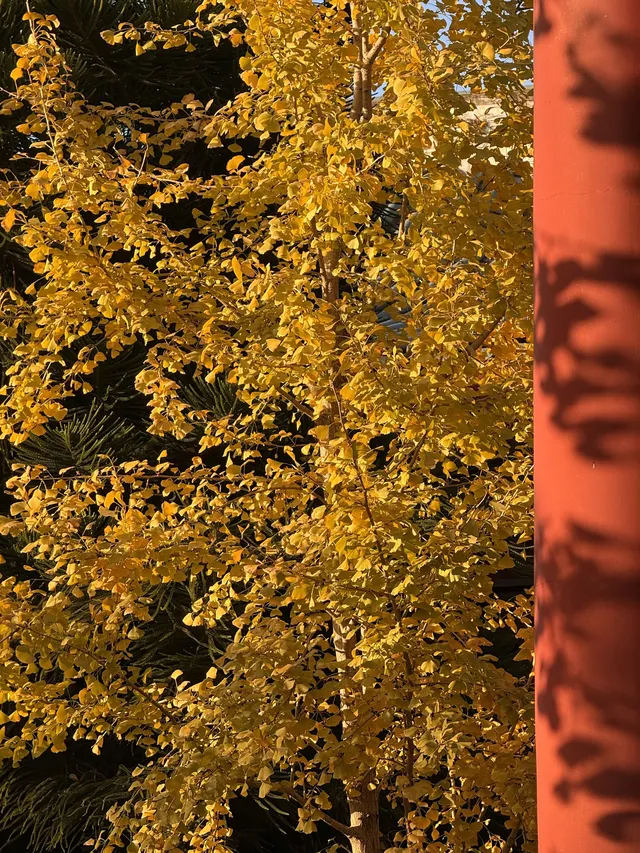 美得不像在莆田!朋友圈都在問的超絕秋景 美得不像在莆田!朋友圈都在問的超絕秋景