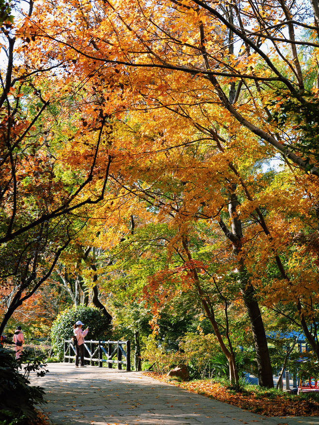怕你們錯過!再次提醒:共青銀杏濃度已超標 怕你們錯過!再次提醒:共青銀杏濃度已超標