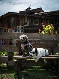 帶狗子去川西「小瑞士」阿布的若丁山|誰說川西只有稻城