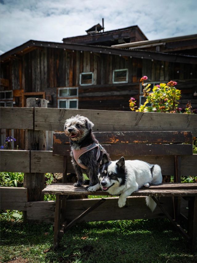 帶狗子去川西「小瑞士」阿布的若丁山|誰說川西只有稻城