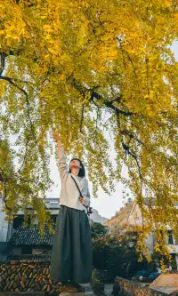 我宣佈這是溫州秋天最美的銀杏樹