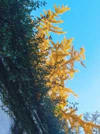 滿城秋色,一宅金黃