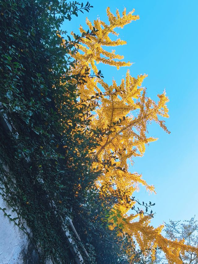 滿城秋色,一宅金黃 滿城秋色,一宅金黃