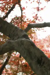 實況莫干山上的紅楓葉，美得走不動路