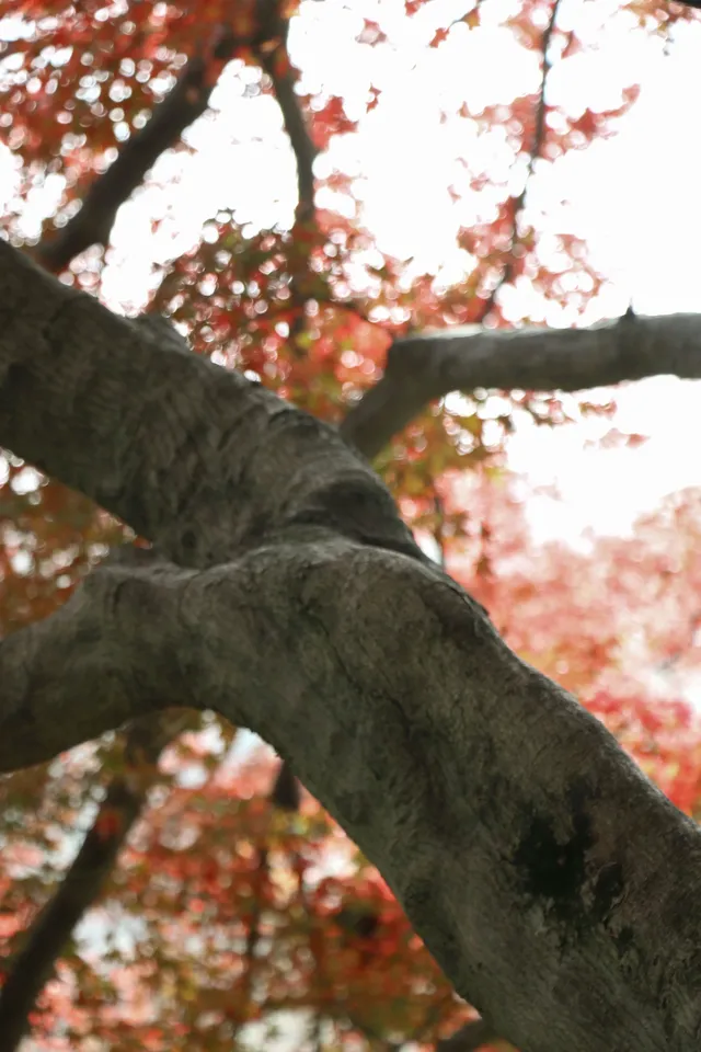實況莫干山上的紅楓葉，美得走不動路