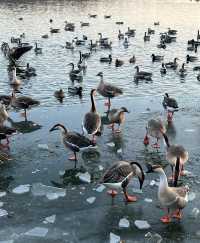 瀋陽鳥島遊玩攻略  景點概況  瀋陽鳥島是渾河水系中的天然島嶼，佔地面積49.26公頃，東北亞候鳥遷