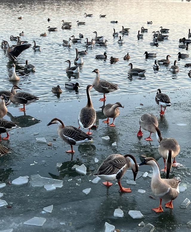 瀋陽鳥島遊玩攻略  景點概況  瀋陽鳥島是渾河水系中的天然島嶼，佔地面積49.26公頃，東北亞候鳥遷
