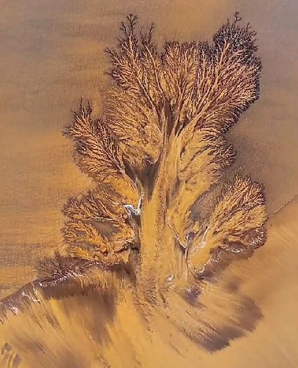 錢塘江浮現金色潮汐樹 錢塘江浮現金色潮汐樹