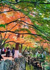 虞山賞楓實拍本週末可衝!