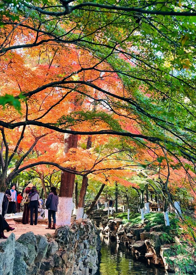 虞山賞楓實拍本週末可衝! 虞山賞楓實拍本週末可衝!