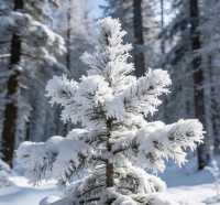 冬日童話不止哈爾濱!長春淨月潭冰雪季,小眾玩法驚艷朋友圈