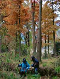 寧波徒步爬山|水杉-蘆葦蕩秋天王炸組合路線