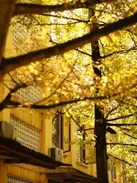 韶關南雄·帽子峰銀杏