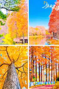 武漢秋天美炸了元旦跨年瘋玩攻略,錯過等一年