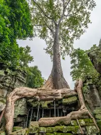 塔布隆寺|古墓奇兵取景地,異星球神樹奇觀