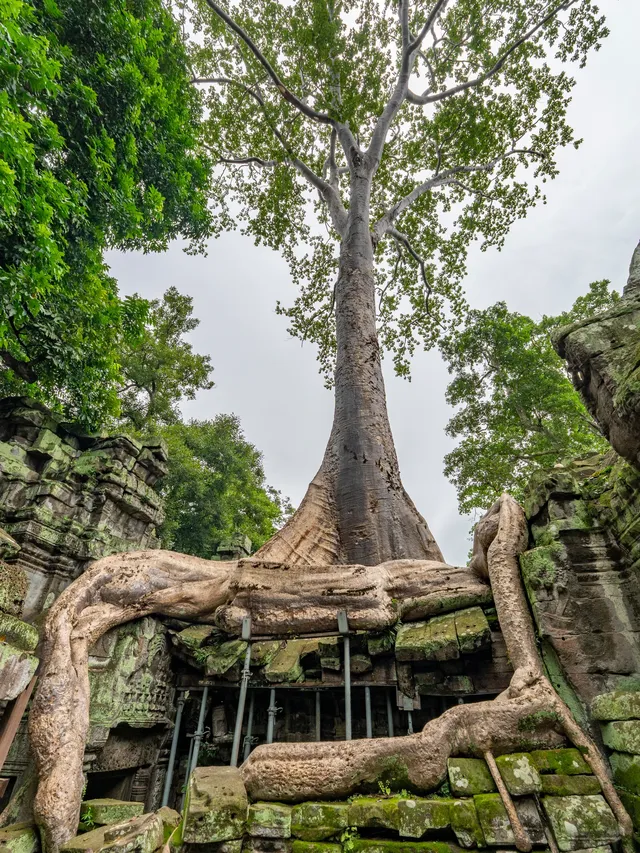 塔布隆寺|古墓奇兵取景地,異星球神樹奇觀 塔布隆寺|古墓奇兵取景地,異星球神樹奇觀