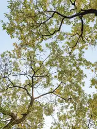 玄武湖|秋日序章