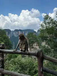 張家界三天兩晚|千古情直接看呆!