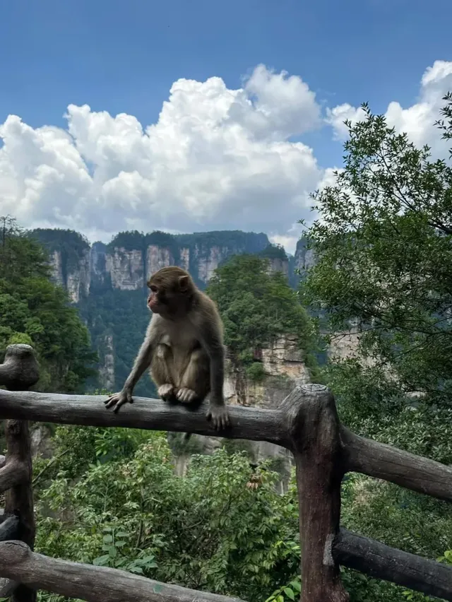 張家界三天兩晚|千古情直接看呆! 張家界三天兩晚|千古情直接看呆!