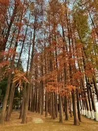 東湖的落羽杉紅了,快衝呀