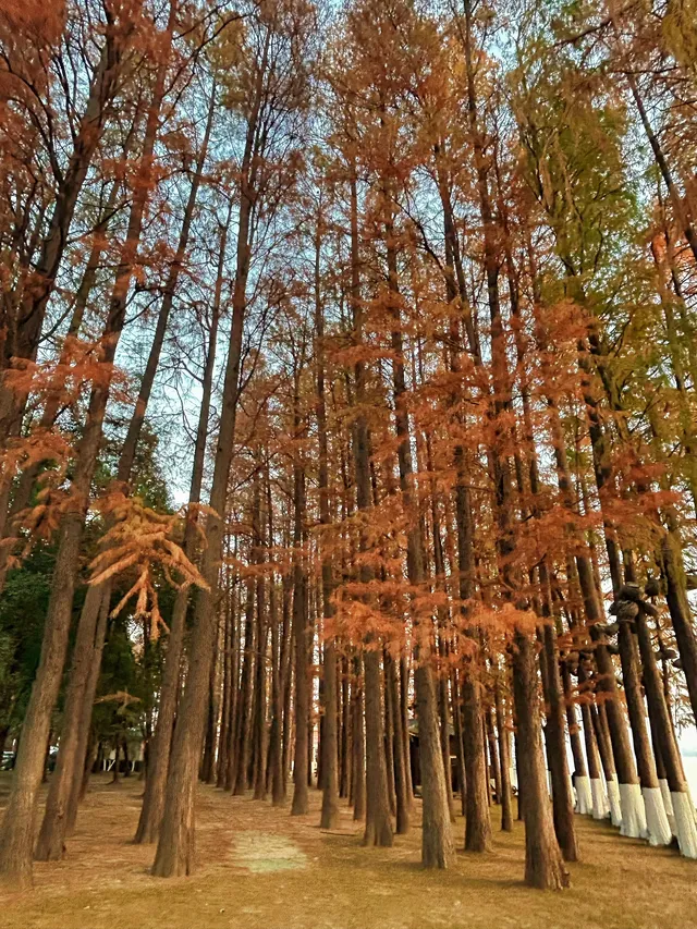 東湖的落羽杉紅了,快衝呀 東湖的落羽杉紅了,快衝呀