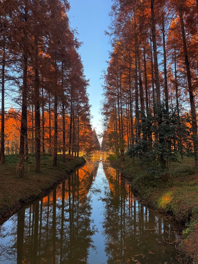 鹽城初冬封神!黃海森林公園紅杉暴擊,美到心顫 鹽城初冬封神!黃海森林公園紅杉暴擊,美到心顫