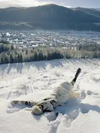 阿勒泰|一些和雪的合影