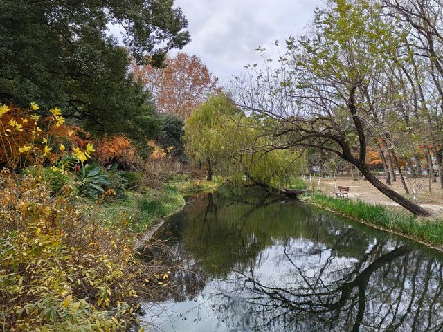 初冬暖陽下的多彩上海共青森林公園 初冬暖陽下的多彩上海共青森林公園
