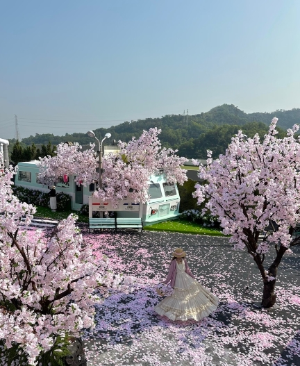 深圳の桜撮影＆チェックイン攻略｜和風の鉄道口の桜限定絶景 | Trip