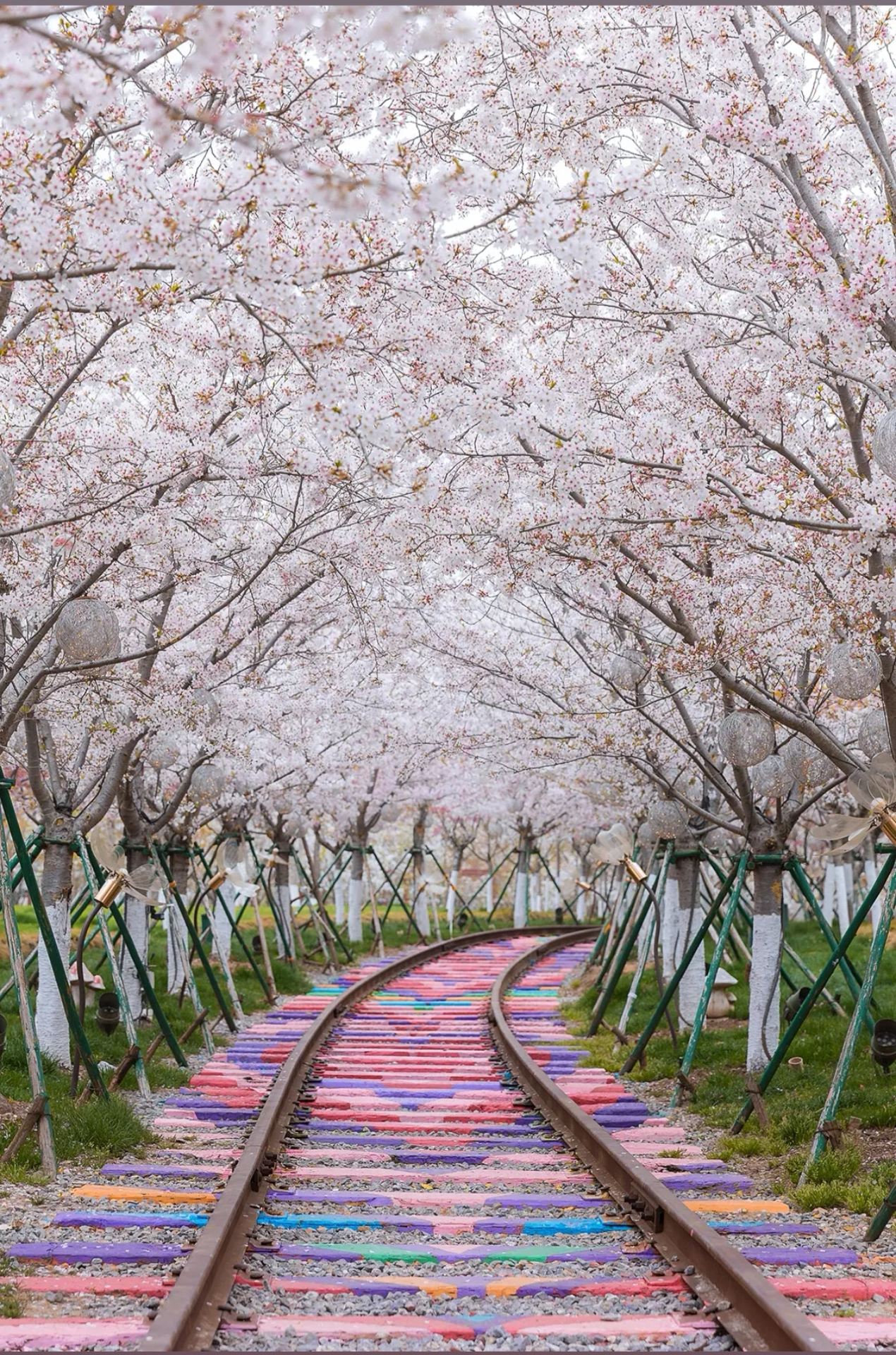 Yancheng Dayang Bay | Lost in the poetic painting of spring, capturing every frame of romance