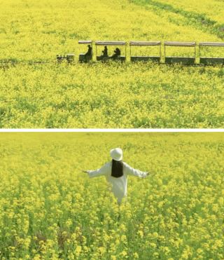 ชมดอกไม้ที่หนานผิง | ทะเลดอกไม้ที่งดงามราวกับภาพวาด: ความลับแห่งฤดูใบไม้ผลิ