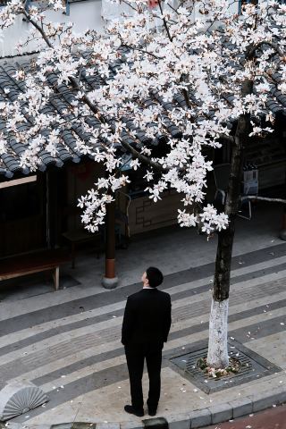 Countdown 7 days! The magnolias in Hangzhou have reached their best viewing period! Here's a guide!