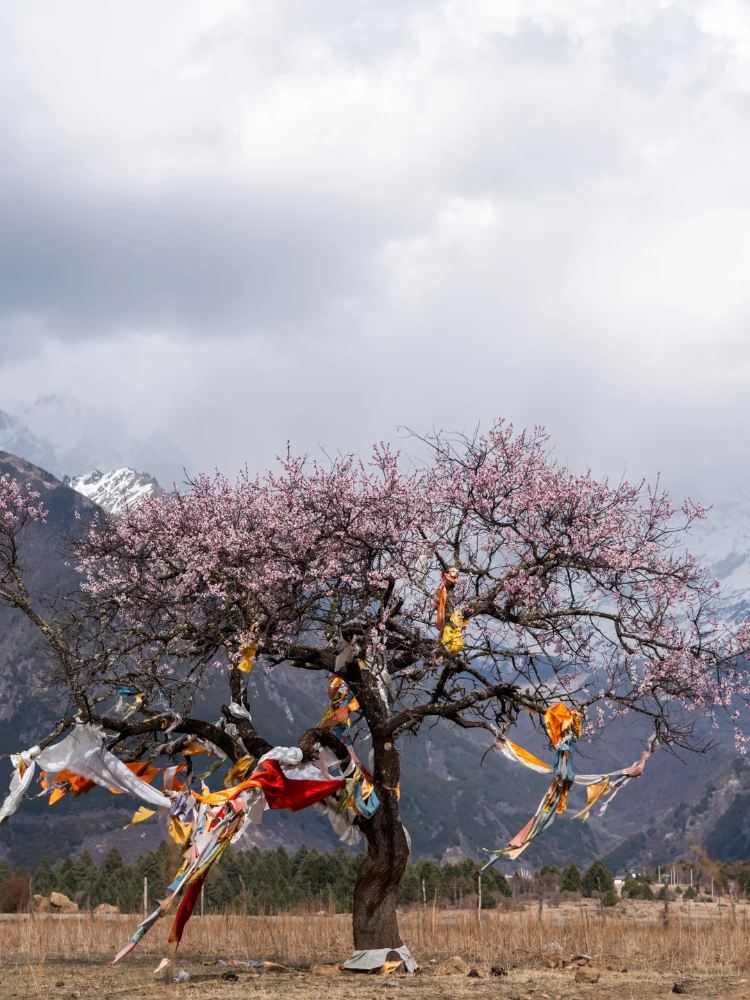 Stay in Nyingchi Zangnan Peach Valley, and in March, opening the
