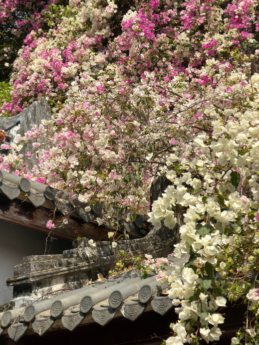 園博園のブーゲンビリアの滝がとても美しいです！友達の間で話題の花見