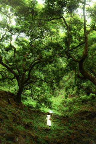 Путешествие по древнему оливковому саду Гу Лань