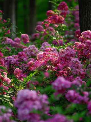 Hit my waist on wild roses! Save this Kunshan flower sea check-in guide