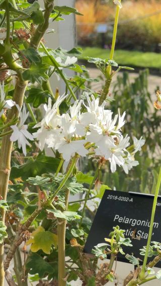 Gentle Pro Travel Guide｜Balanced Exploration of Birmingham Botanical Gardens UK 🌱