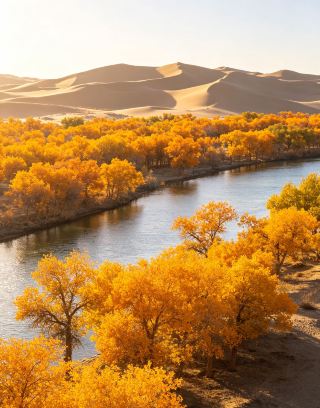 Golden Desert Adventure: Discover the 3,000-Year-Old Poplar Forest in Ejina
