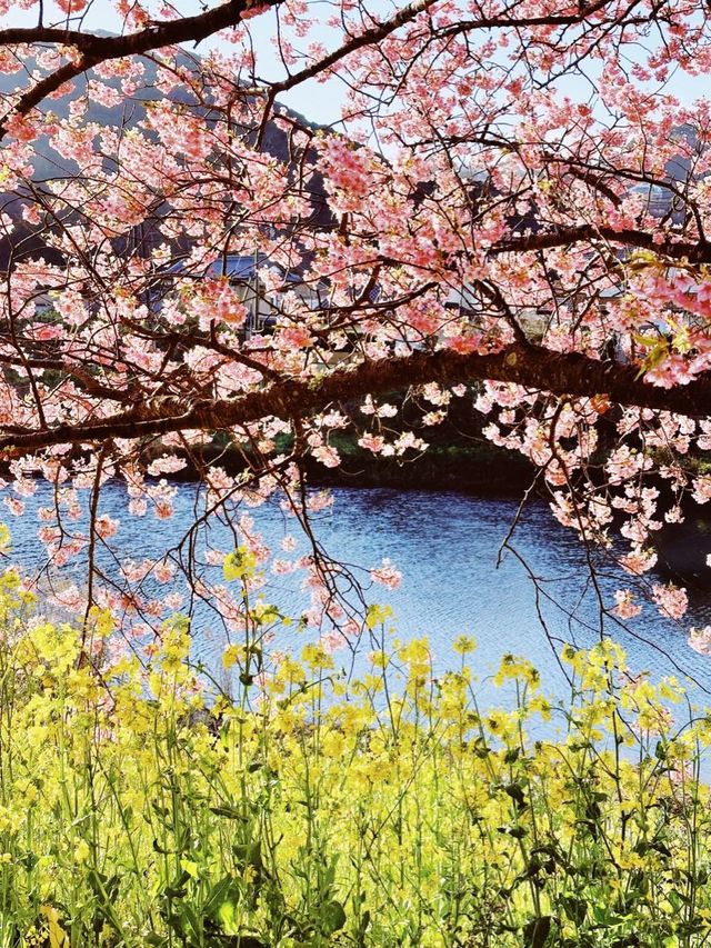伊豆＊みなみの桜と菜の花祭り