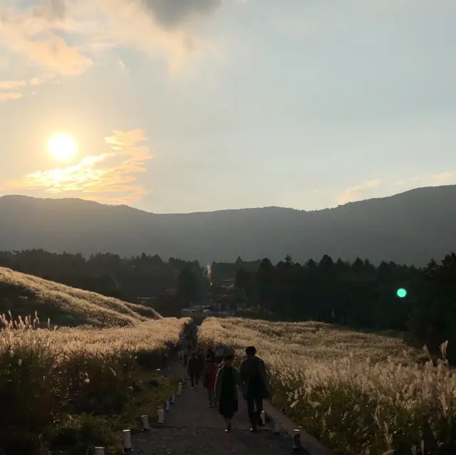 金色的芒草風景