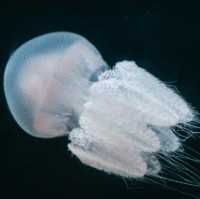 The Sea Shell