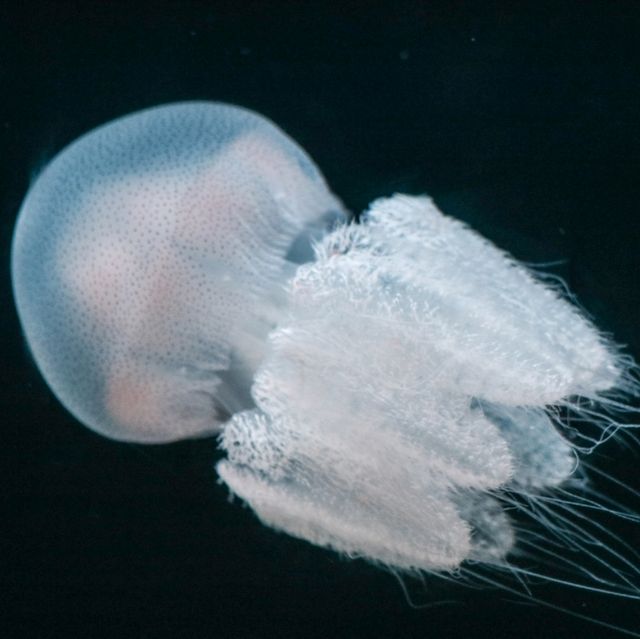 The Sea Shell
