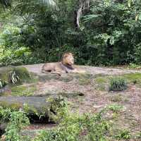 Singapore Zoo