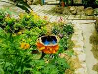 Experience to the Butterfly Farm