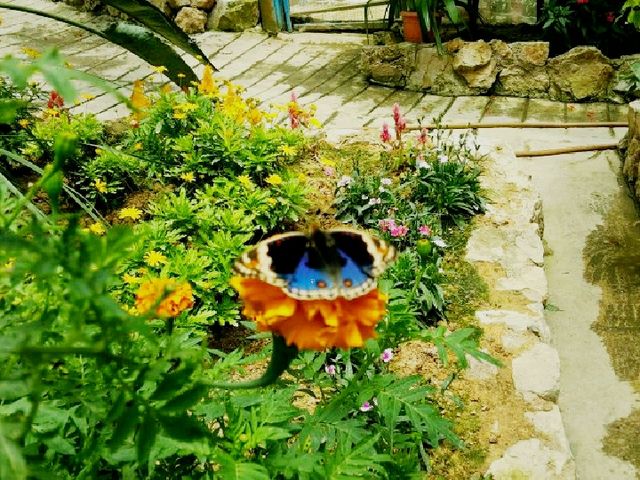 Experience to the Butterfly Farm