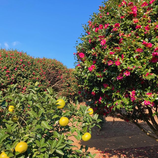 제주 동백꽃 명소 “동백 포레스트”🌺