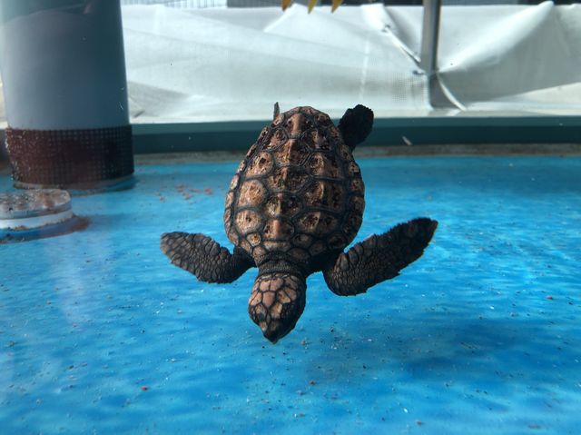 【愛知】日本で2ヶ所！シャチが見られる水族館